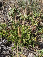 Petrophile macrostachya
