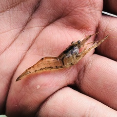 Macrobrachium lanchesteri