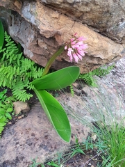 Haemanthus humilis