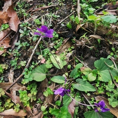 Viola philippica