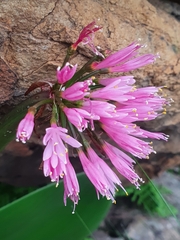 Haemanthus humilis
