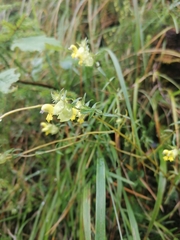 Rhinanthus glacialis