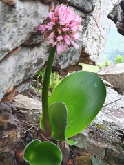 Haemanthus humilis
