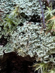 Cladonia digitata