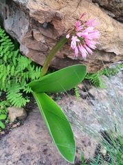 Haemanthus humilis