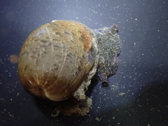 Bulla gouldiana