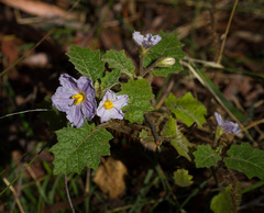 Solanum ditrichum