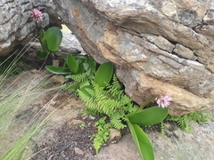 Haemanthus humilis
