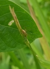Oxyopes