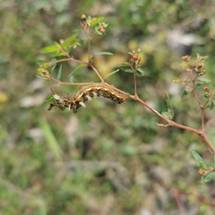 Acronicta rumicis