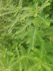Phyllanthus amarus