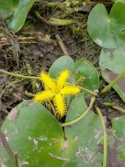 Nymphoides thunbergiana
