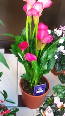 Zantedeschia aethiopica