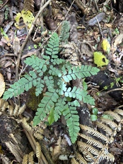 Adiantum cunninghamii
