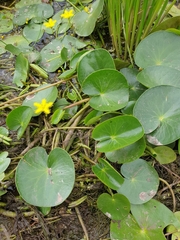 Nymphoides thunbergiana