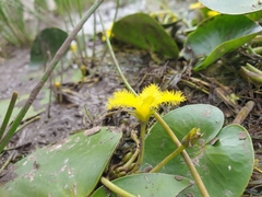 Nymphoides thunbergiana