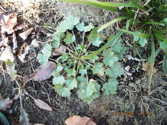 Ranunculus sceleratus