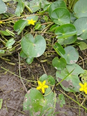 Nymphoides thunbergiana