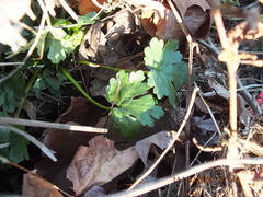 Ranunculus sceleratus