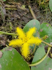 Nymphoides thunbergiana