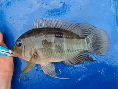 Cichlinae