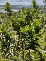 Diospyros revaughanii