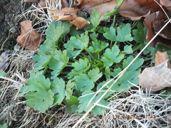 Ranunculus sceleratus