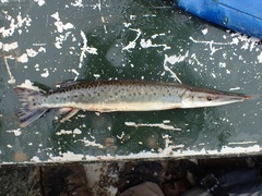 Boulengerella maculata