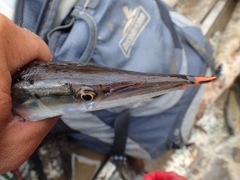 Boulengerella maculata