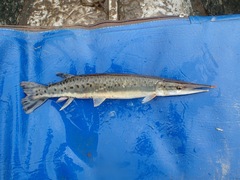 Boulengerella maculata