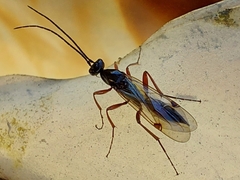 Proctotrupidae