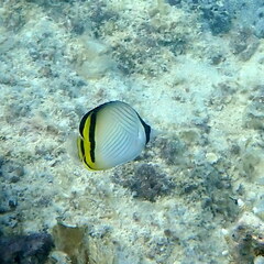 Chaetodon vagabundus