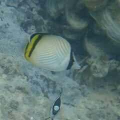 Chaetodon vagabundus