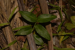 Tradescantia fluminensis