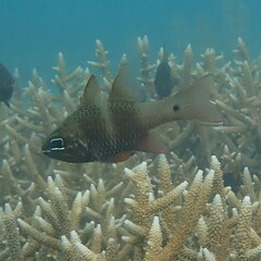 Ostorhinchus norfolcensis