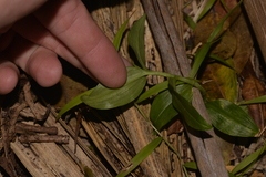 Tradescantia fluminensis