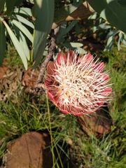 Protea caffra caffra