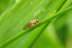 Lonchoptera bifurcata