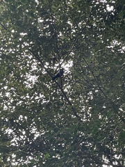 Hypsipetes leucocephalus