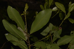 Myrsine platystigma