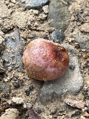 Sapindus mukorossi