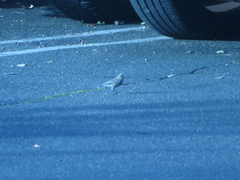 Setophaga coronata