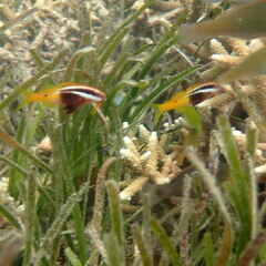 Parupeneus barberinoides