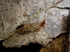Sabatinca calliarcha