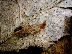 Sabatinca calliarcha