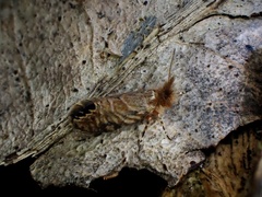 Sabatinca calliarcha