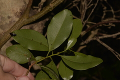 Myrsine platystigma