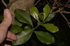 Myrsine platystigma