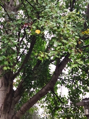Populus