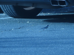 Setophaga coronata